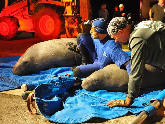 受困的海牛陸續被救出，牠們身上有些許擦傷，但並無大礙。 取自Florida Today