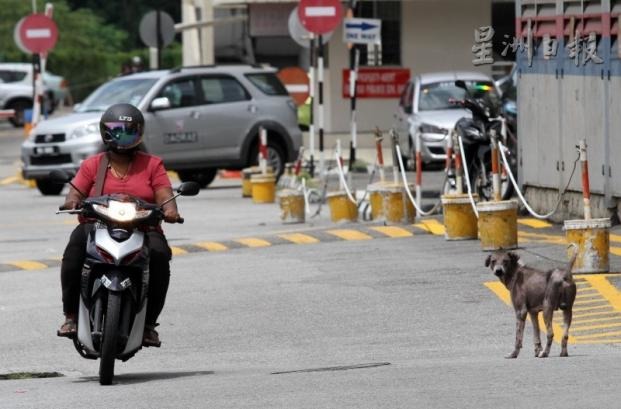 檳城所有在外遊蕩的犬隻都將被視為流浪狗撲殺。　取自星洲日報