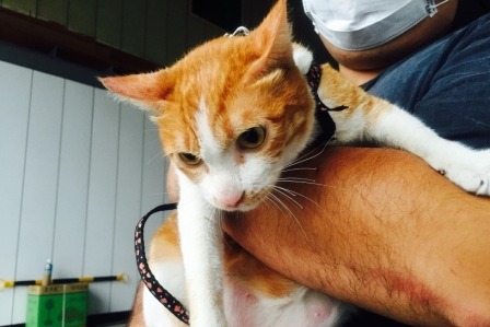 動保處前往查看時，貓咪情緒已恢復穩定，仍會親近主人。  台中市動保處/提供