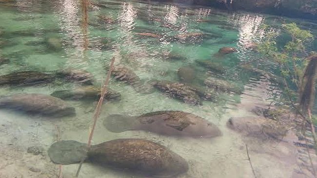 2月初時，大量的海牛來到三姐妹泉避寒。 取自Crystal River National Wildlife Refuge