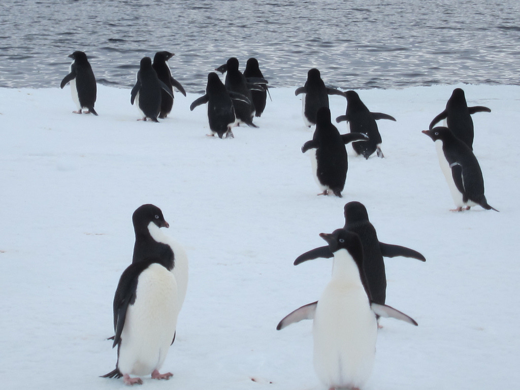 成群的阿德利企鵝列隊走在一塊。　flickr_sandwich