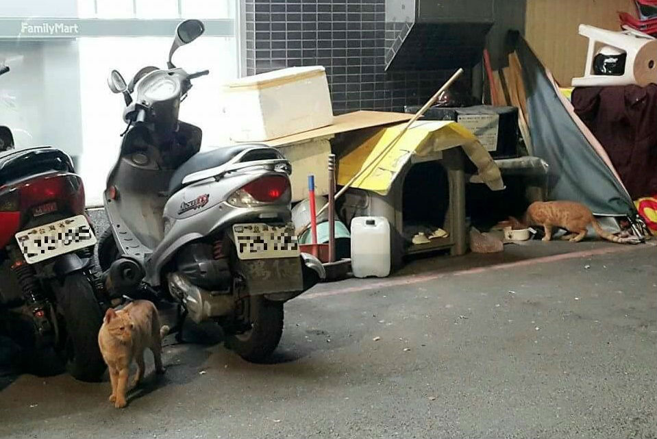小花的小窩與飼料儲藏空間旁堆滿雜物；右邊橘貓所在區域為餵食區，餵養人也不會在其他區域餵食。　「小黃與小花」粉絲專頁/提供