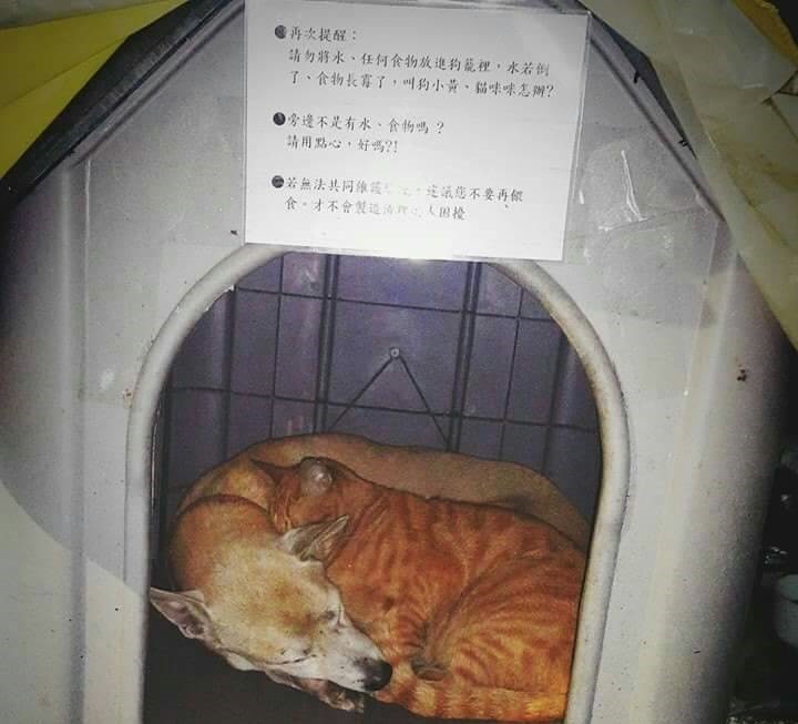 小窩外貼有提醒事項，請民眾不要亂餵食、維持環境整潔。 「小黃與小花」粉絲專頁/提供