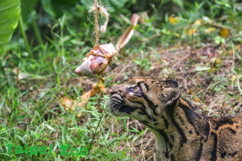 棉繩吊肉塊。　photo / 台北市立動物園