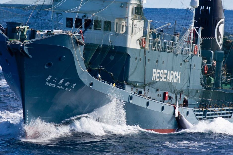 日本捕鯨隊在 1號時出發前往南極。　Glenn Lockitch / Sea Shepherd Australia 