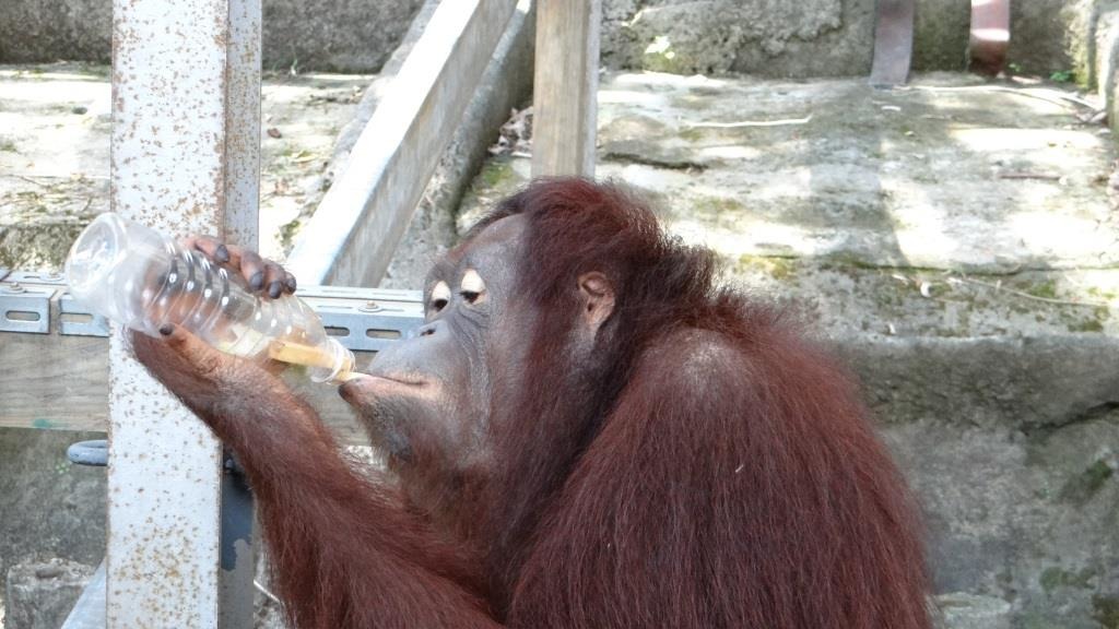熱帶雨林不斷遭到破壞，野生人猿已經在今年被列入「極度瀕危」的等級。　photo / 台北市立動物園