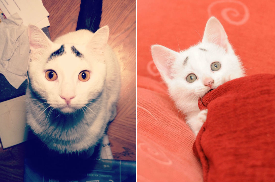 山姆(左)和蓋瑞(右)都有天生八字眉,但呈現了截然不同的效果。 取自網路