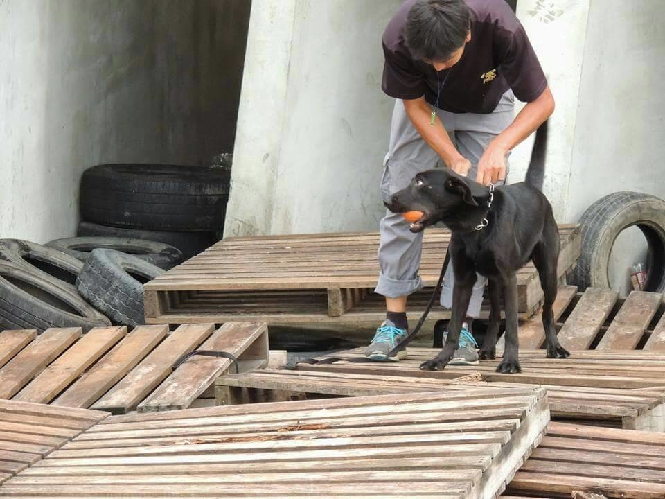 「風」是德國狼犬及拉布拉多的混種犬，在3隻出賽狗兒中，是唯一一隻台灣自行培育的搜救犬，從斷奶後就跟著控犬員吳惟逸訓練。　台北市陪伴犬協會/提供