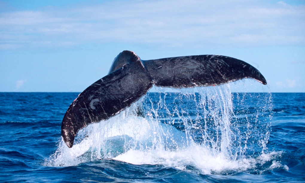 座頭鯨潛入水中。 取自衛報