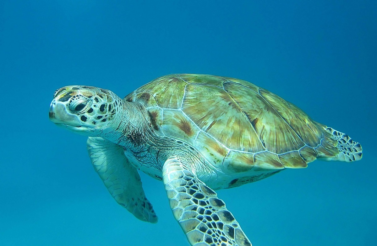 碰到危險時,烏龜往往會縮進龜殼中,然而龜殼一開始並不是為了保護烏龜而生的喔! flickr_brookward