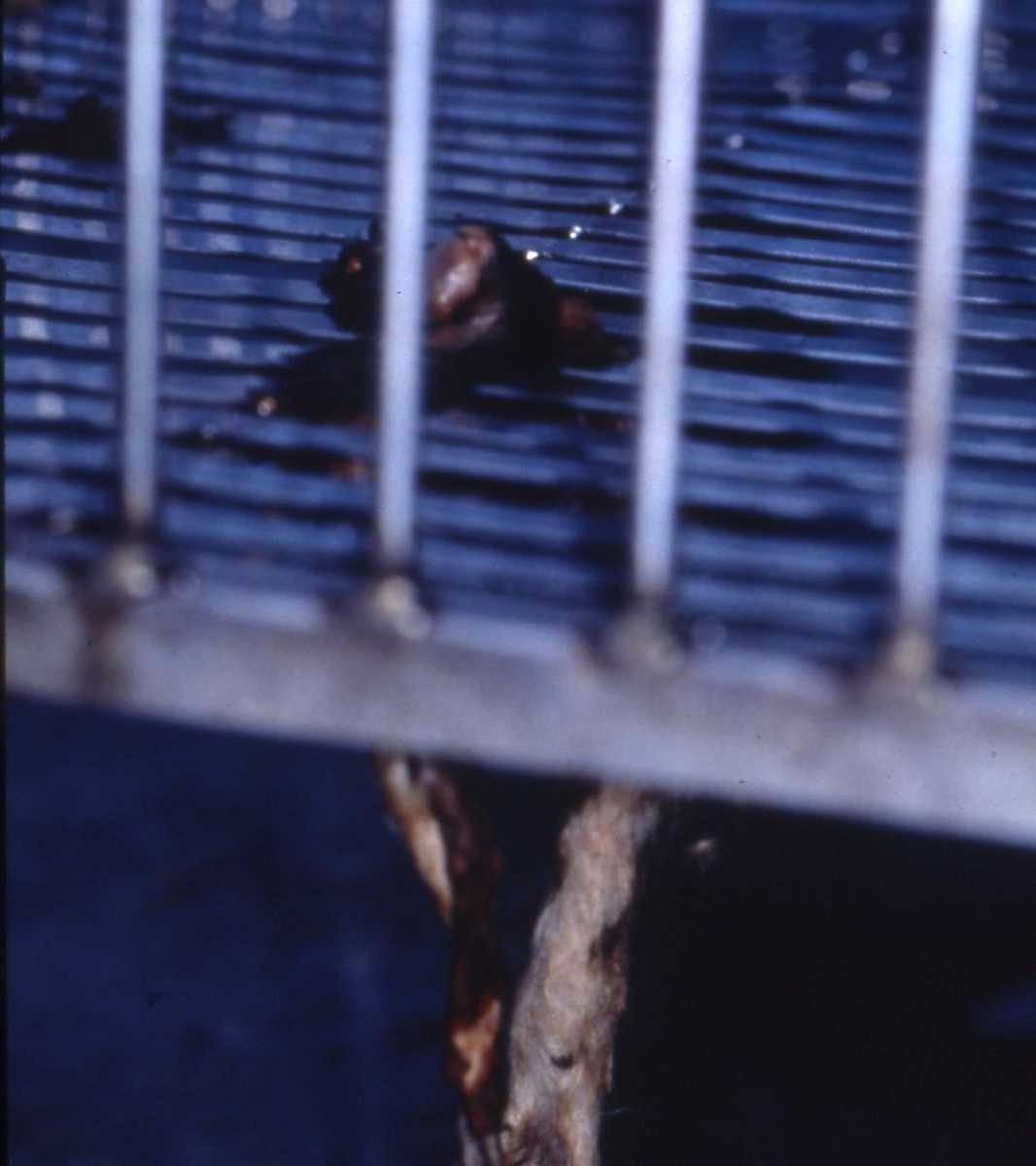 1996年,宜蘭縣公立收容所以電擊方式處死流浪犬。失去身軀的風乾殘肢,述說繁華年代裡,人與動物失落的心靈。作者提供。