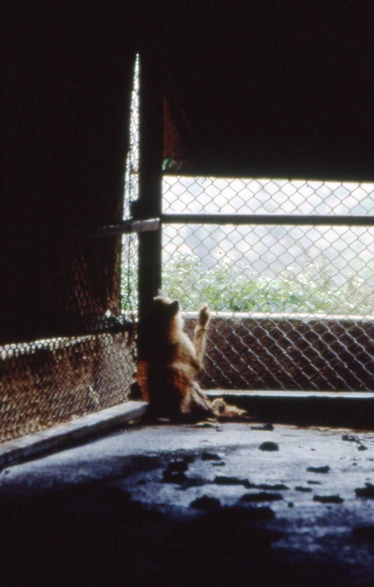 1996年,一隻下肢癱瘓的流浪犬在桃園龜山收容所,任其無助痛苦的自然斷氣而亡。作者提供。