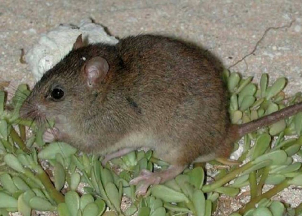 珊瑚裸尾鼠喜歡在有植被的地方築巢。　取自「 Animals & Nature in Peril」臉書專頁