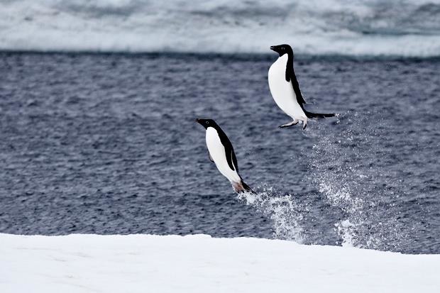 企鵝看來行動緩慢，但是到了水中就完全不一樣。上圖是澳洲攝影師Mike Rossi拍下丹尼森角的阿德利企鵝從海中躍出的瞬間。　FB_Mawson's Huts Foundation