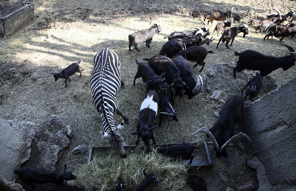 逃到山上的動物們。　取自國際在線