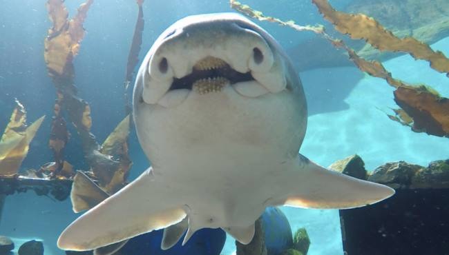 上圖是澳洲虎鯊，可以發現牠的牙齒相當特別不如我們往常所想的尖牙利齒，學者指出澳洲虎鯊牠們多是用敲碎的方式攝食貝殼類生物。　 Photo: Elizabeth White