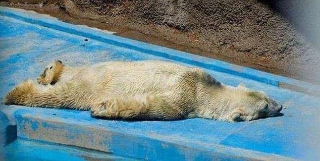 目前仍在門多薩動物園中的北極熊阿杜洛，是阿根廷最後一隻北極熊，牠的照片在網路上引發極大的迴響，許多人都希望將牠轉往加拿大接受照護，但門多薩園方表示牠年事已高無法遠行。　取自One World Wildlife