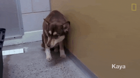 曾被當成肉狗飼養、過著暗無天日生活的卡亞非常懼怕人類。　取自The DoDo