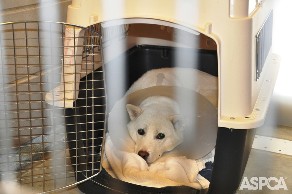 雖不像卡亞嚴重，但羅賓也非常畏縮。　取自ASPCA