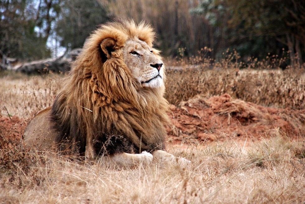 相關法案自2011年起就已提出,經過4年,美國魚類及野生動物管理局終於將獅子(其中一亞種)列為瀕危物種。 取自The Dodo