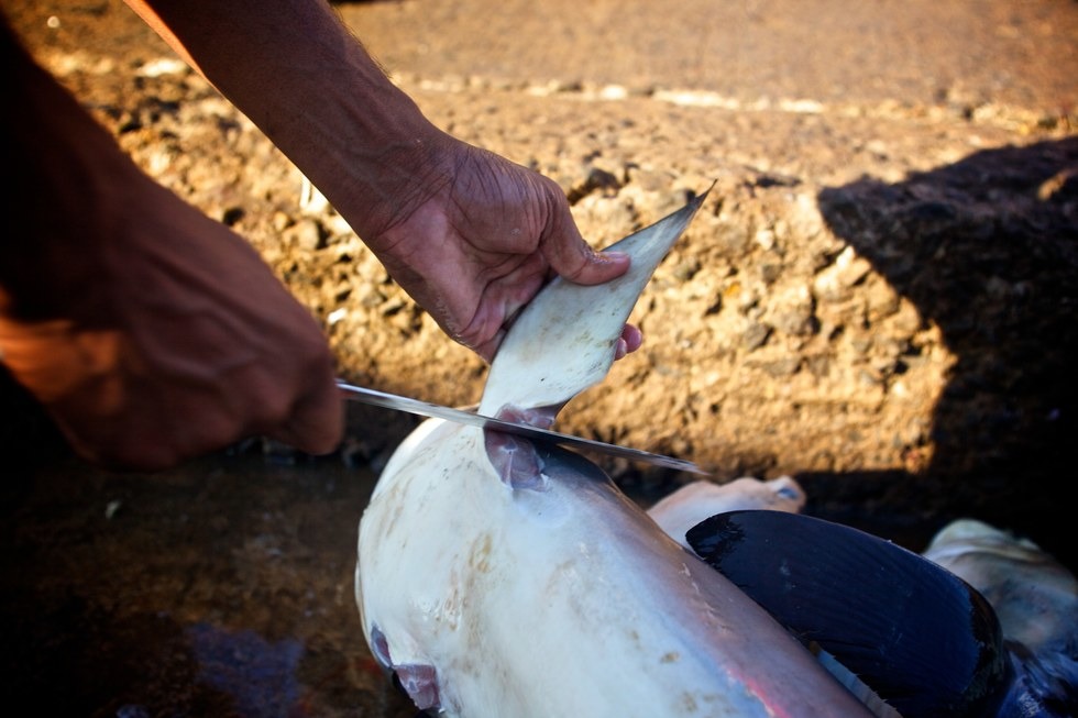 斯里蘭卡一位漁民正在將鯊魚鰭割下。　取自The Dodo