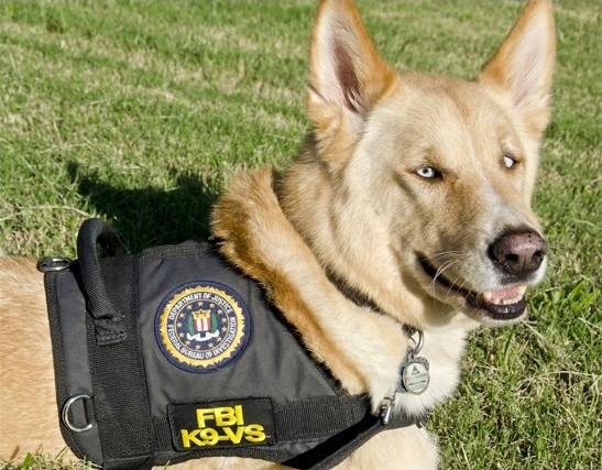 美國聯邦調查局（FBI）的治療犬Dolce。　取自The Dodo