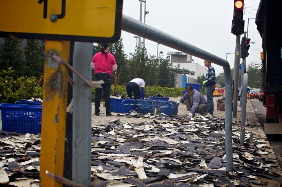 在香港街道上等待乾燥的鯊魚鰭。　取自The Dodo