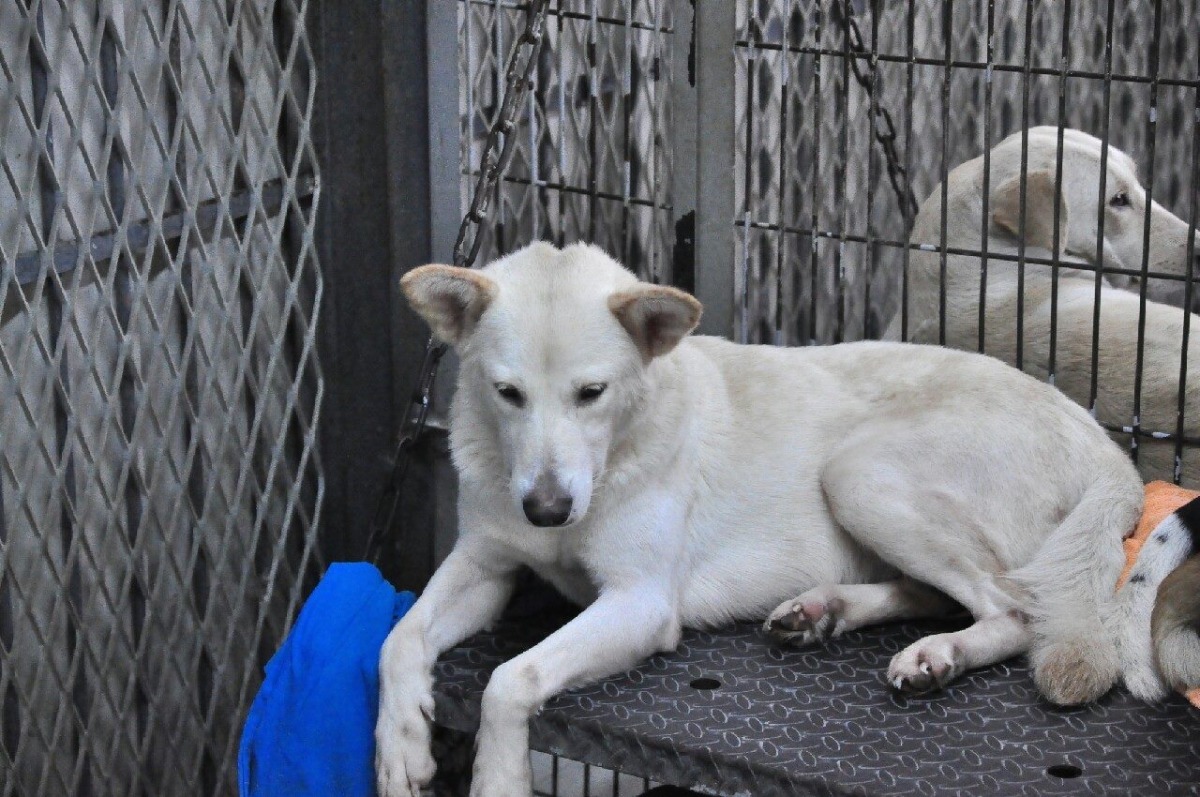 嘉收中還在等待家的流浪狗。　取自嘉義市動物守護協會臉書