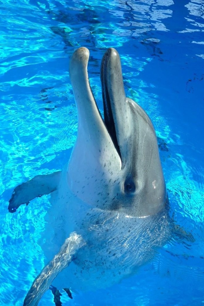 海洋公園最老海豚Jessie去世，享年44歲。　取自香港動物報（海洋公園圖片）