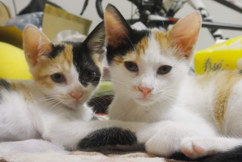 中途幼貓阿花(右)和阿珠(左)是三花姊妹花。 江幸芸/攝