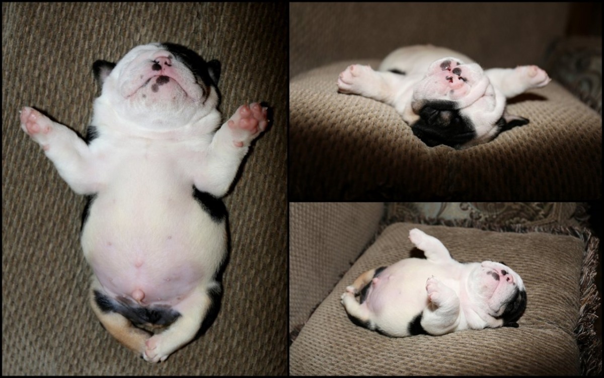 剛出生不久的小盆栽後腿嚴重萎縮。　取自youcaring募款專頁