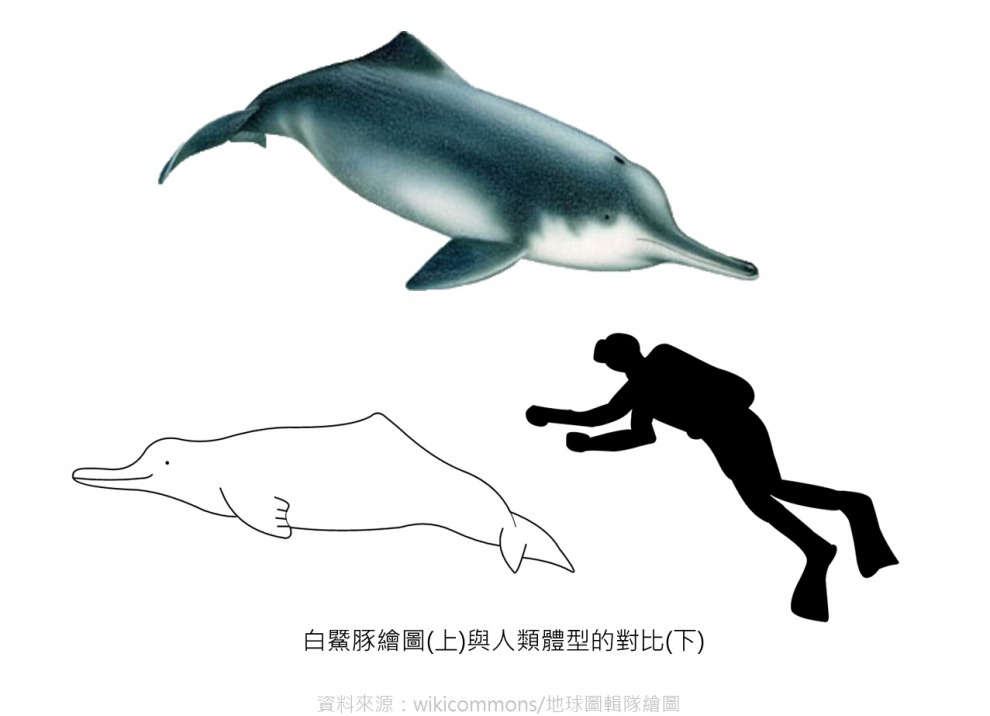 上圖是目前被許多人認定滅絕的白鱀豚。　wikicommons