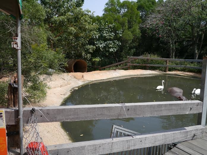 阿河舊照,檢方曾至天馬牧場勘查阿河生前的生活環境。 台灣防止虐待動物協會/提供。