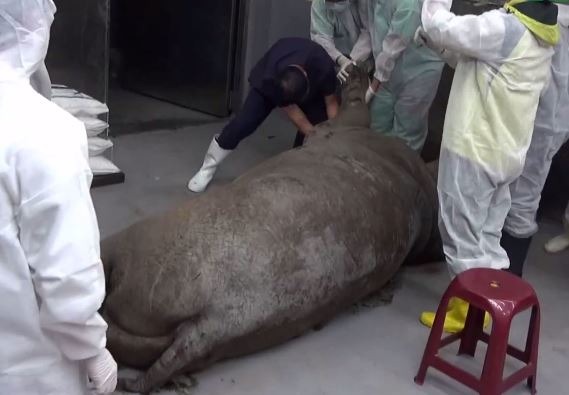 阿河昨日解剖確認死因後，遺體暫時保存在動物園冰櫃中。　影片截圖
