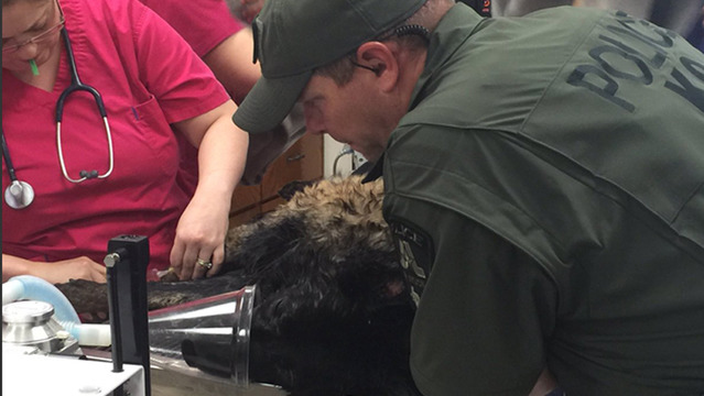 8歲的Mojo是德州阿靈頓市（Arlington）的警犬，執勤時間已經長達6年，上週二因中暑導致的熱衰竭而過世。　取自fox4news