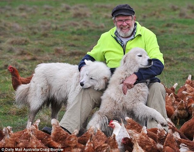 向瓦南布爾市議會提議以馬雷馬牧羊犬保護小企鵝的馬什。　取自每日郵報