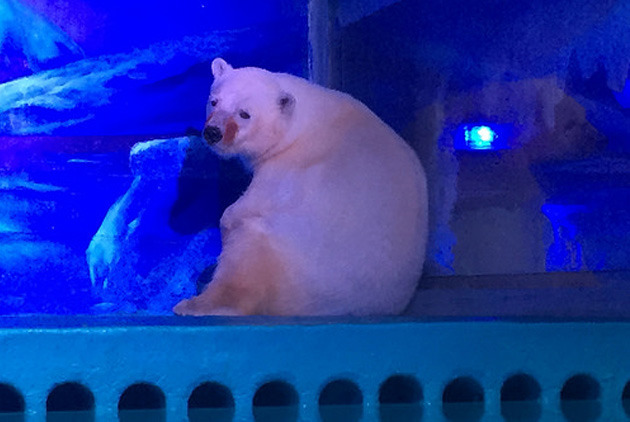 圖片來源：Animal Asia