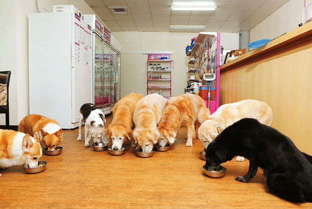 因為有毛小孩的陪伴，讓Denver走過人生低潮。　圖片來源：王士豪