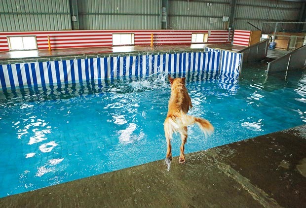 Denver與Karen打造了專為毛小孩設計的泳池。　圖片來源：王士豪 