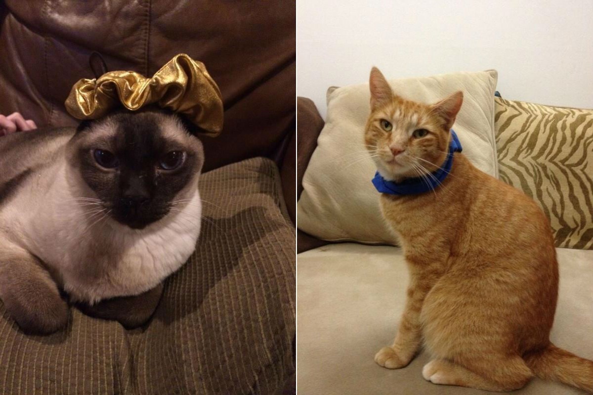飼主們為愛貓戴上自己的髮圈,讓牠們更顯眼。 取自鏡報