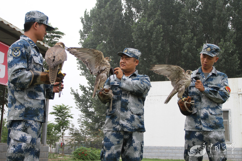 除了獼猴大隊外，每次軍機起飛前2小時，驅鳥隊也會使用常見的驅鳥方式──放飛獵鷹，以嚇阻鳥類靠近。　取自中國軍網
