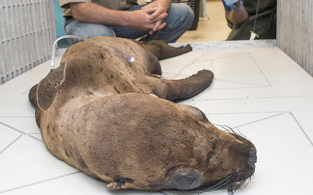 隻年齡估計在1到4歲間的小海獅被送往聖地牙哥的海洋世界（SeaWorld）急救。 　取自The Telegraph