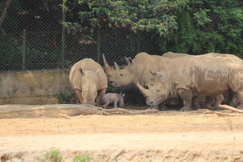 小白犀牛被家人圍繞,為了讓白犀牛媽媽專心照顧小白犀牛,連工作人員也不能太過接近。 六福村/提供