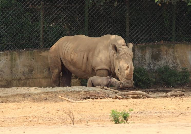 小白犀牛在兒童節的清晨五點誕生。 六福村/提供