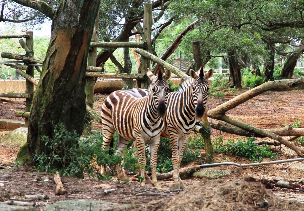 形影不離的斑馬夫妻。　六福村/提供