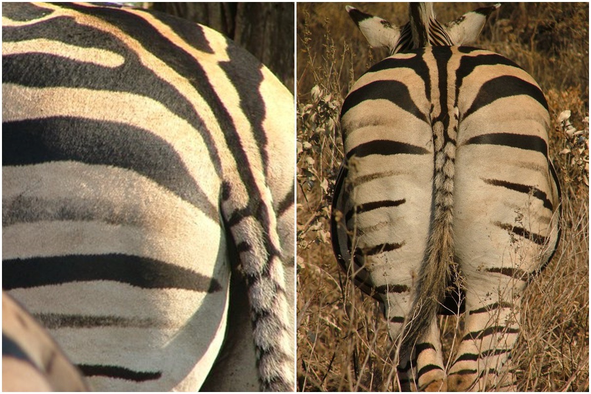 斑馬。　twitter_Acanthoplus