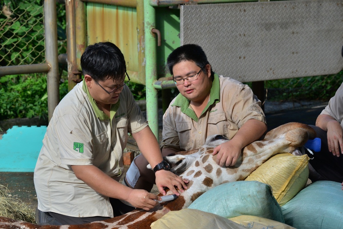 保育員和獸醫師搶救未順利甦醒的宵久。　台北市立動物園/提供