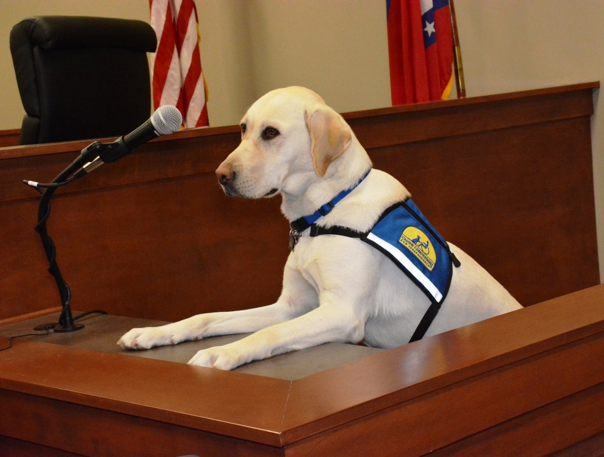 這不是在演戲,上圖是受過至少兩年訓練的設施犬「巴布」,牠是阿肯色州第一隻到法院服務的狗兒。 取自Barb - Arkansas' First Courthouse Facility Dog臉書專頁