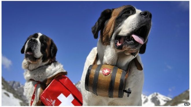 聖伯納犬過去救援無數受困雪地的登山客，有救命犬的美譽。　取自BBC