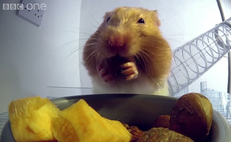為什麼小小一隻倉鼠，可以吃進這麼多食物呢？　影片截圖